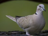 Streptopelia decaocto 51, Turkse tortel, Saxifraga-Jan Nijendijk