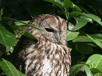 Strix aluco, Tawny Owl