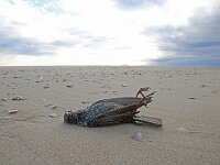Sturnus vulgaris 211, Spreeuw, Saxifraga-Sytske Dijksen