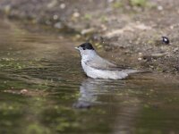 Sylvia atricapilla 124, Zwartkop, Saxifraga-Jan Nijendijk
