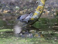 Sylvia atricapilla 125, Zwartkop, Saxifraga-Jan Nijendijk