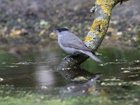 Sylvia atricapilla 127, Zwartkop, Saxifraga-Jan Nijendijk