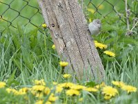 Sylvia borin 14, Tuinfluiter, Saxifraga-Tom Heijnen