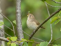 Sylvia borin 17, Tuinfluiter, Saxifraga-Bart Heijne : 2025, Engbertsdijksvenen, Sylvia borin, juni, tuinfluiter, voeren, vogel, zomer