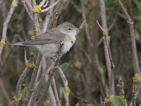 Sylvia borin 2, Tuinfluiter, Saxifraga-Mark Zekhuis