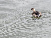 Tachybaptus ruficollis 51, Dodaars, adult, winter plumage, Saxiraga-Theo Verstrael