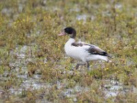 Tadorna tadorna 59, Bergeend, juvenile, Saxifraga-Theo Verstrael