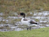 Tadorna tadorna 61, Bergeend, juvenile, Saxifraga-Theo Verstrael