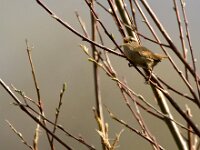 Troglodytes troglodytes 51, Winterkoning, adult, Saxifraga-Theo Verstrael