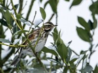 Turdus iliacus 10, Koperwiek, adult, Saxifraga-Theo Verstrael
