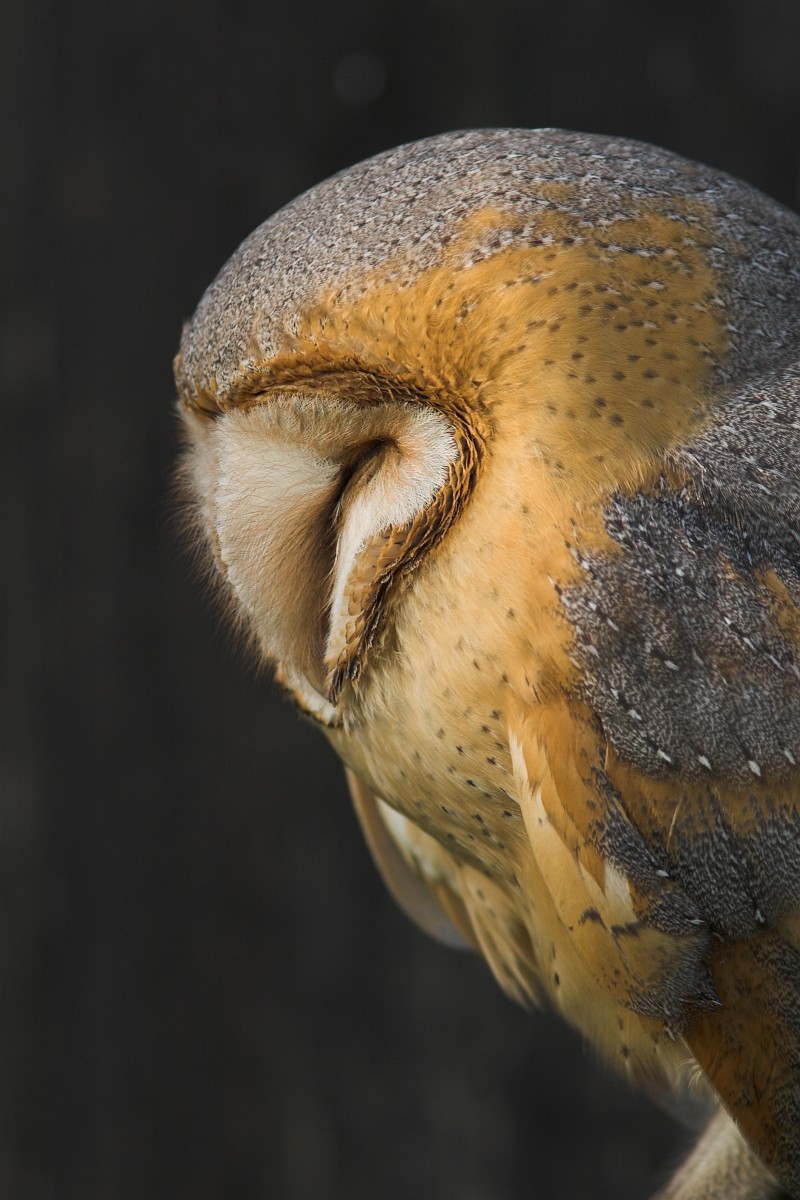 Tyto Alba Barn Owl