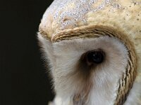 kerkuil, tyto alba, Barn Owl  kerkuil, tyto alba, Barn Owl : alien, Barn owl, bird, buitenaards wezen, Canada, captive, creepy, eng, geest, ghost, Kerkuil, nature, natuur, portrait, portret, scary, spook, spookachtig, summer, Tyto alba, uil, Vancouver, vogel, zomer