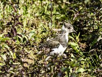 Vanellus vanellus 111, Kievit, juvenile, Saxifraga-Theo Verstrael