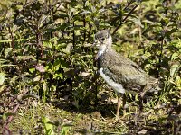Vanellus vanellus 84, Kievit, juvenile, Saxifraga-Theo Verstrael