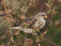 Acanthis cabaret 2, Kleine barmsijs, Saxifraga-Mark Zekhuis