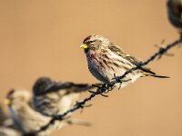 Acanthis flammea flammea 9, Grote barmsijs, adults, Saxifraga-Theo Verstrael