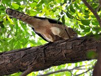 Accipiter badius 3, Saxifraga-Tom Heijnen