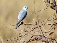 Accipiter badius 4, Saxifraga-Tom Heijnen