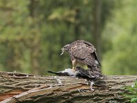 Accipiter gentilis 14, juvenile, Havik, Saxifraga-Martin Mollet
