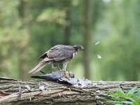 Accipiter gentilis 18, adult, Havik, Saxifraga-Martin Mollet