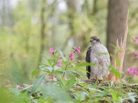 Accipiter gentilis 25, adult, Havik, Saxifraga-Martin Mollet