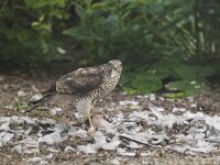 Accipiter nisus 10, Sperwer, Saxifraga-Martin Mollet