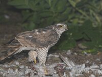 Accipiter nisus 11, Sperwer, Saxifraga-Martin Mollet