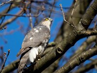 Accipiter nisus 186, Sperwer, Saxifraga-Bart Vastenhouw
