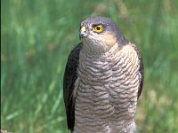 Accipiter nisus 2, Sperwer, Saxifraga-Jan Nijendijk