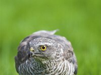 Accipiter nisus 20, Sperwer, Saxifraga-Martin Mollet