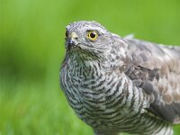 Accipiter nisus 23, Sperwer, Saxifraga-Martin Mollet