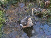 Accipiter nisus 26, Sperwer male, Saxifraga-Peter Meininger