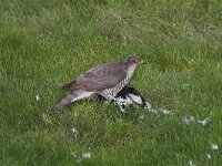 Accipiter nisus 27, Sperwer, Saxifraga-Martin Mollet