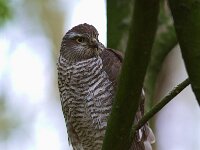 Accipiter nisus 29, Sperwer, juvenile, Saxifraga-Martin Mollet