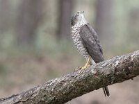 Accipiter nisus 74, Sperwer, Saxifraga-Luuk Vermeer