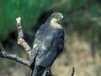 Accipiter nisus 8, Sperwer, Saxifraga-Piet Munsterman