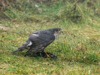 Accipiter nisus 9, female, Sperwer, Saxifraga-Piet Munsterman