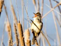 Acrocephalus arundinaceus 12, Grote karekiet, Saxifraga-Bart Vastenhouw