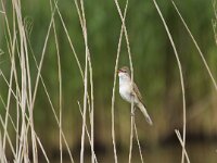 Acrocephalus arundinaceus 15, Grote karekiet , Saxifraga-Jan Nijendijk