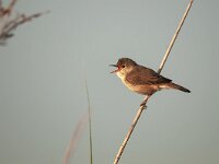 Acrocephalus scirpaceus 33 , Kleine Karekiet, Saxifraga-Luuk Vermeer