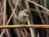 Acrocephalus scirpaceus 35, Kleine karekiet, adult male, Saxifraga-Theo Verstrael