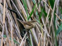 Acrocephalus scirpaceus 45, Kleine karekiet, adult male, Saxifraga-Theo Verstrael