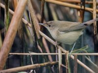 Acrocephalus scirpaceus 48, Kleine karekiet, adult male, Saxifraga-Theo Verstrael