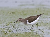 Actitis hypoleucos 10, Oeverloper, Saxifraga-Rik Kruit