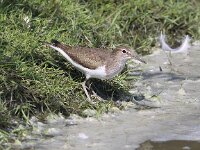 Actitis hypoleucos 11, Oeverloper, Saxifraga-Peter Meininger