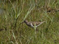 Actitis hypoleucos 13, Oeverloper, Saxifraga-Jan van der Straaten