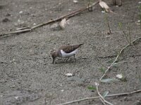 Actitis hypoleucos 15, Oeverloper, Saxifraga- Peter Meininger