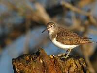 Actitis hypoleucos 2, Oeverloper, Saxifraga-Piet Munsterman