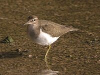 Actitis hypoleucos 5, Oeverloper, Saxifraga-Iztok Skornik