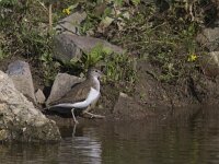 Actitis hypoleucos 9, Oeverloper, Saxifraga-Mark Zekhuis
